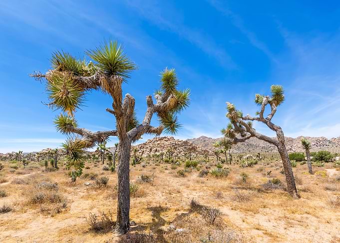 Joshua Tree National Park