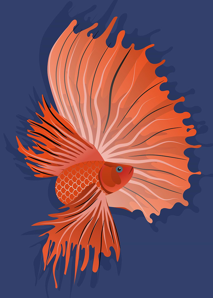 Red Betta