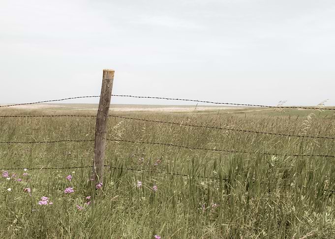 Fence Grass and Flowers