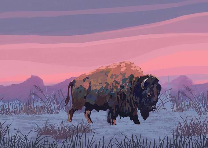 Winter Buffalo