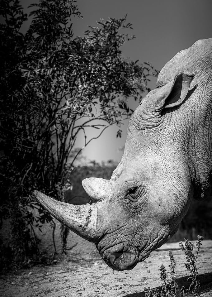 Rhinoceros