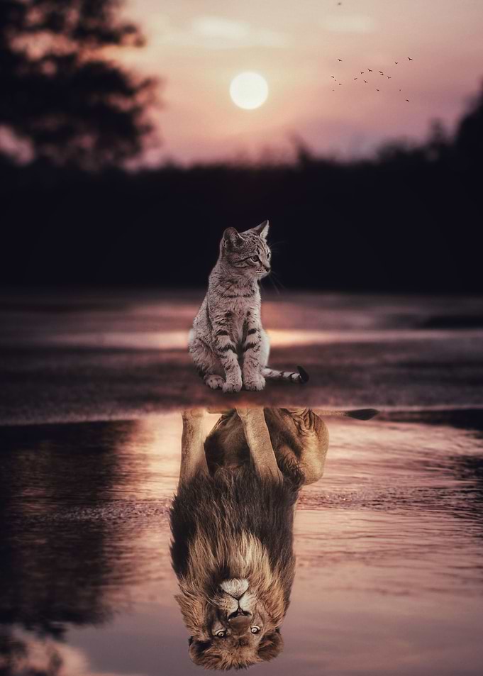 Cats Are Lions puddle