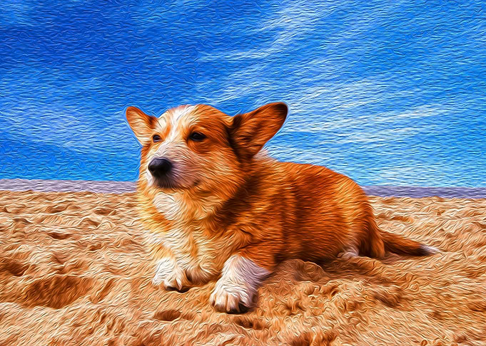 Dog on a Beach