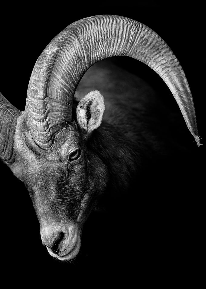wild black Goat face