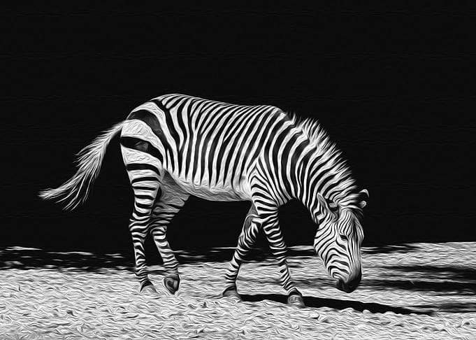 Wandering Zebra