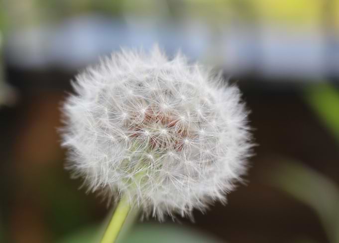 Summer Puff