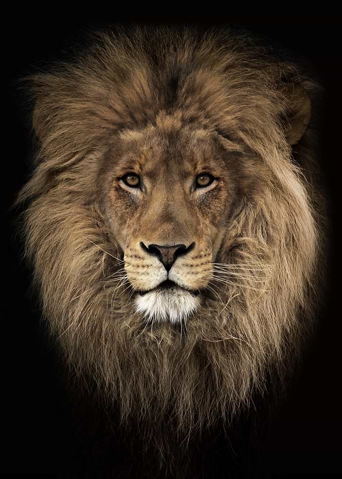The Lion Head