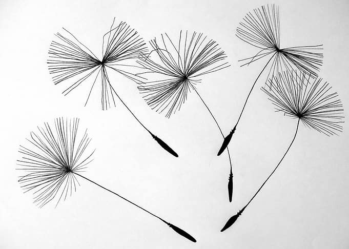 Dandelions