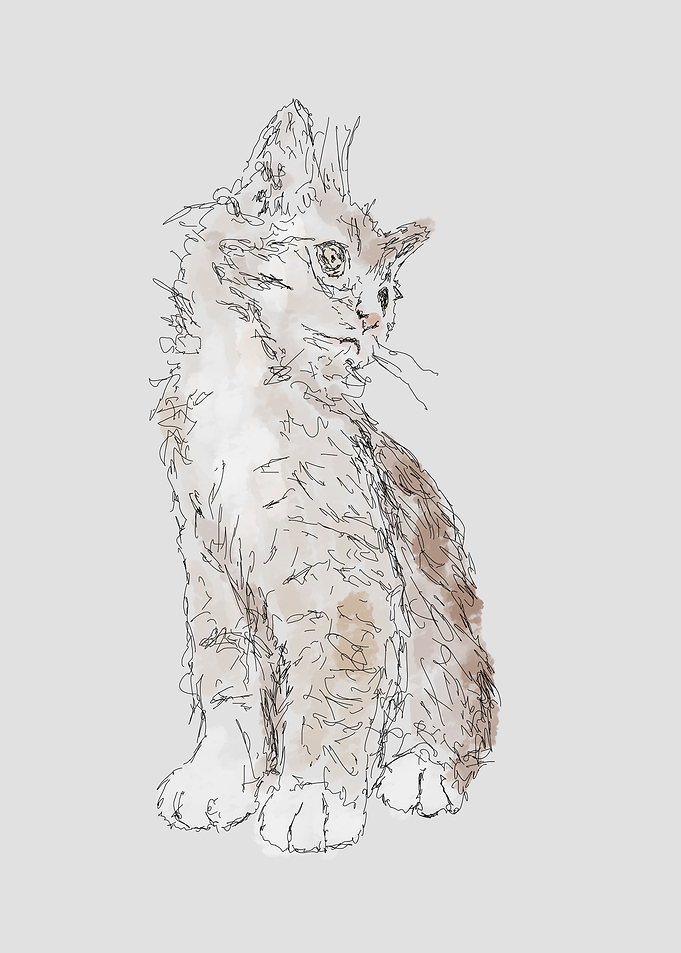 cute cat on scribble art