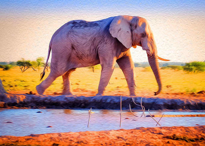 Roaming Elephant