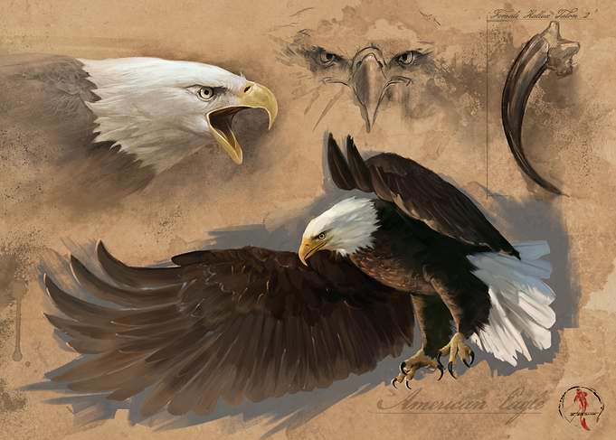 Bald Eagle Study