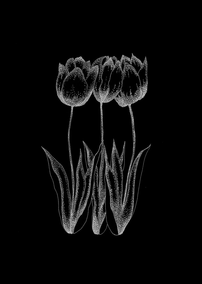 Tulipa