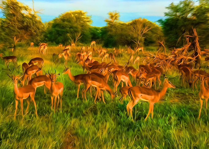 Deer Herd
