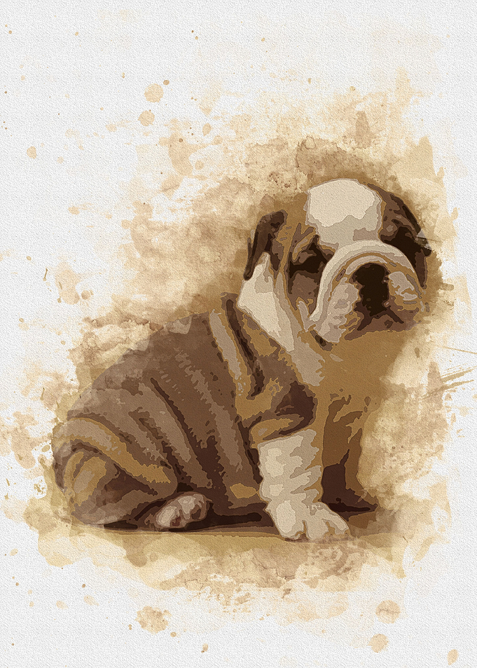 buldog