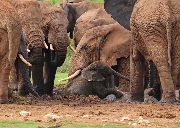 Elephants 569