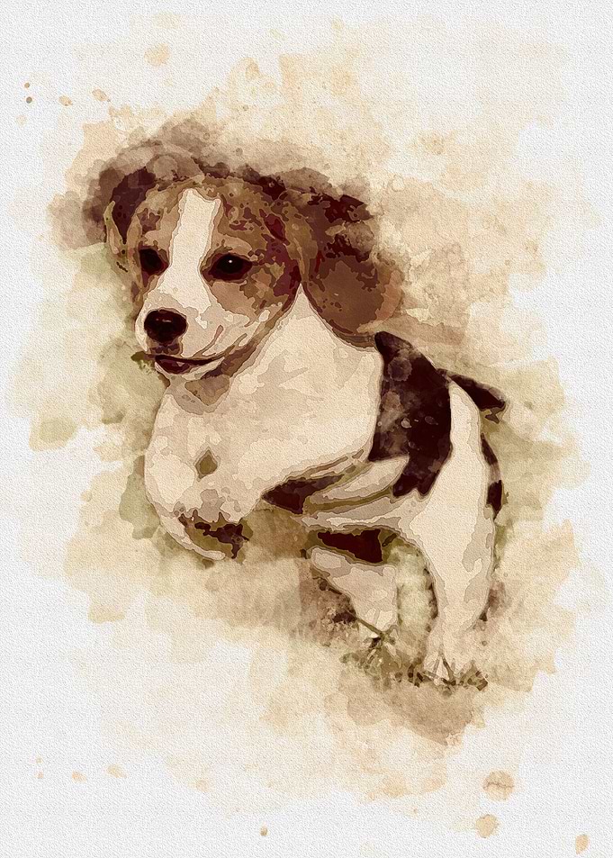 Beagle