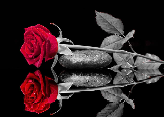 Friendship Rose red ck