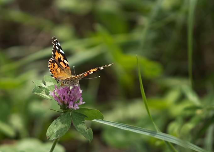 Butterfly on clover flower