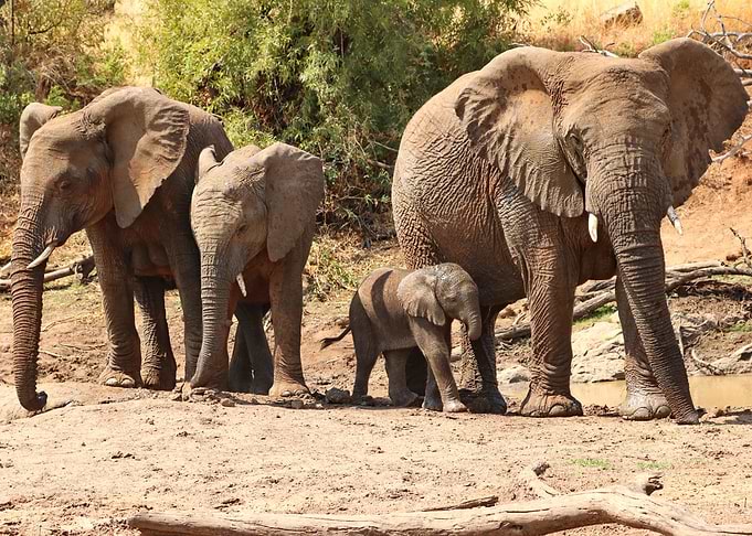 Elephants 2730