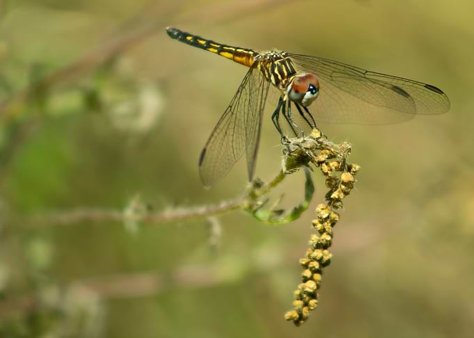 Black and yellow dragonfly