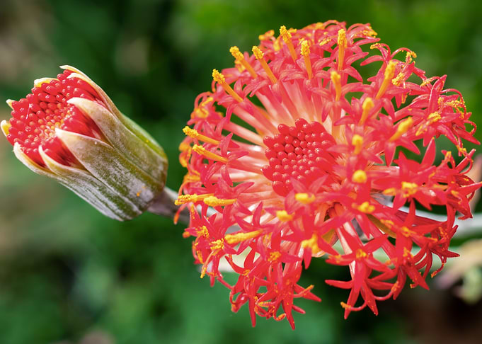 Red exotic flower