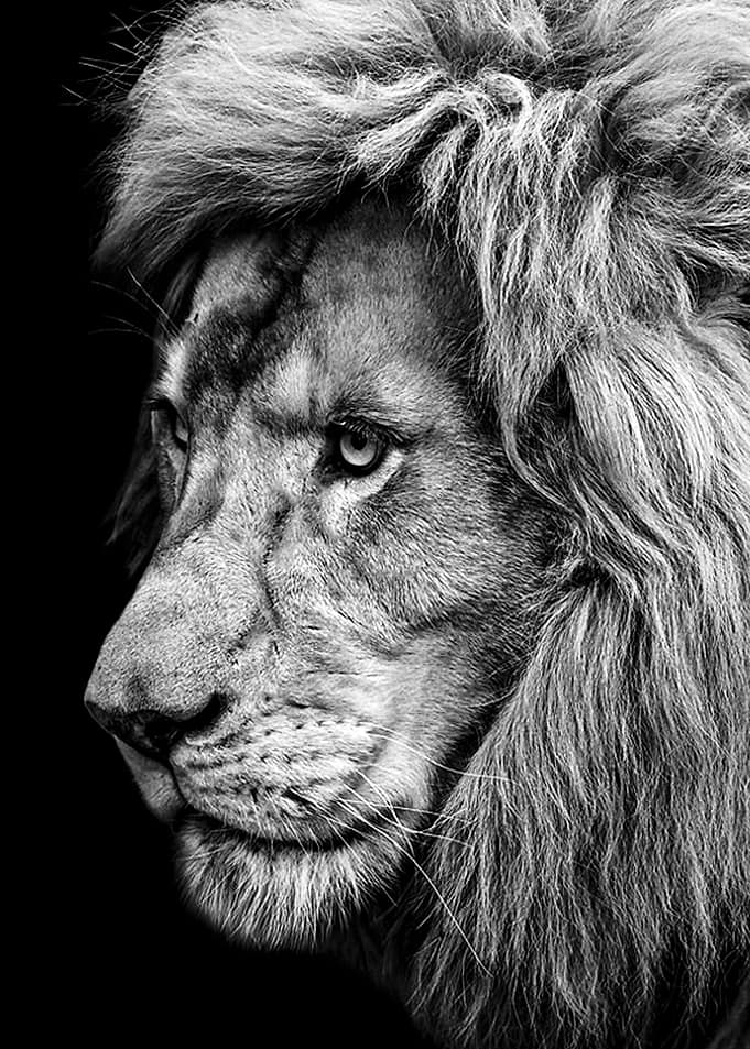 blak lion king head