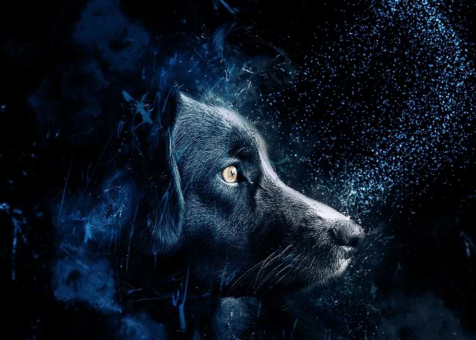 black dog on light