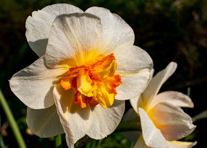White Daffodil flower