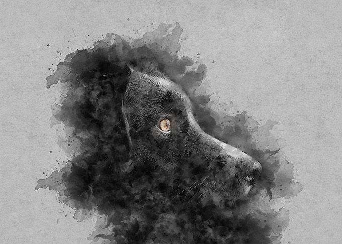 black dog on watercolor