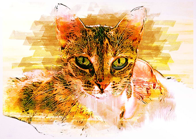 Cat Eyes