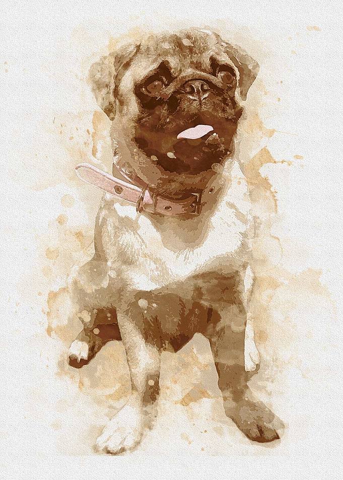 pug
