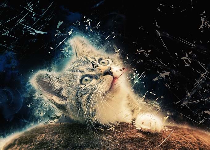 cute cat classic