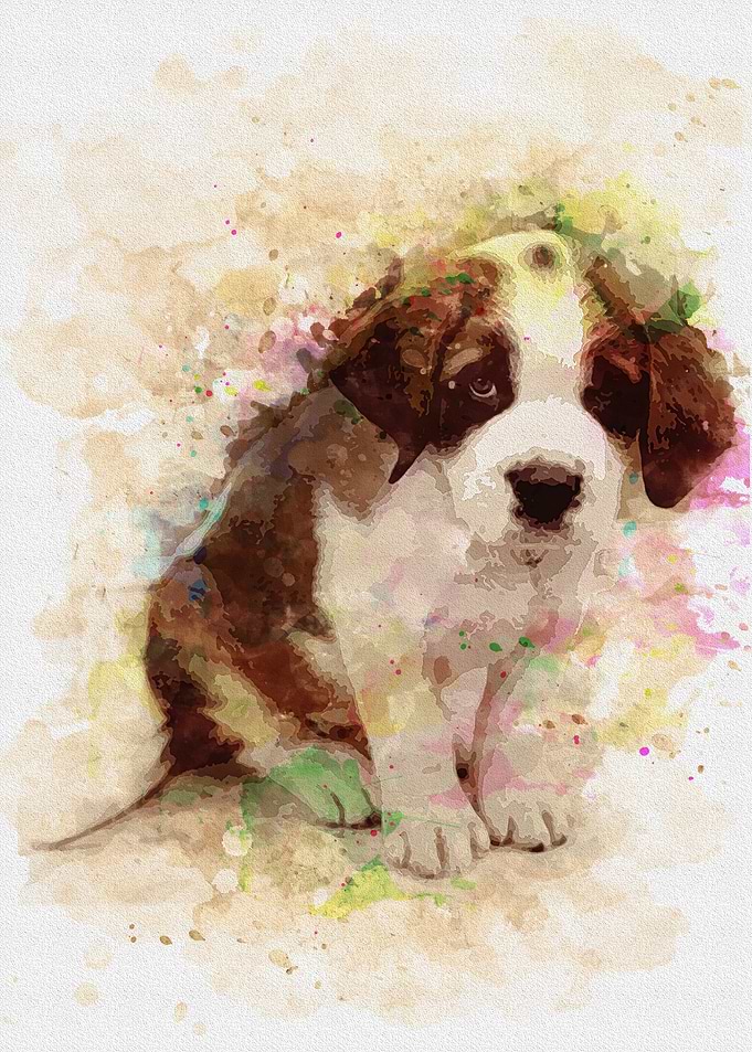 st bernard
