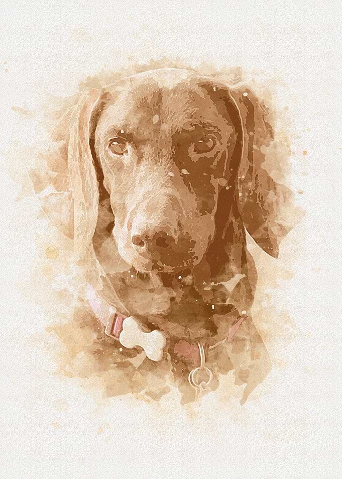 Dachshund