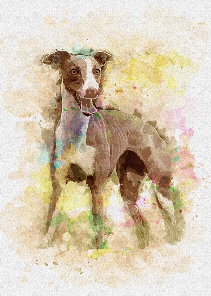 Anjing Whippet
