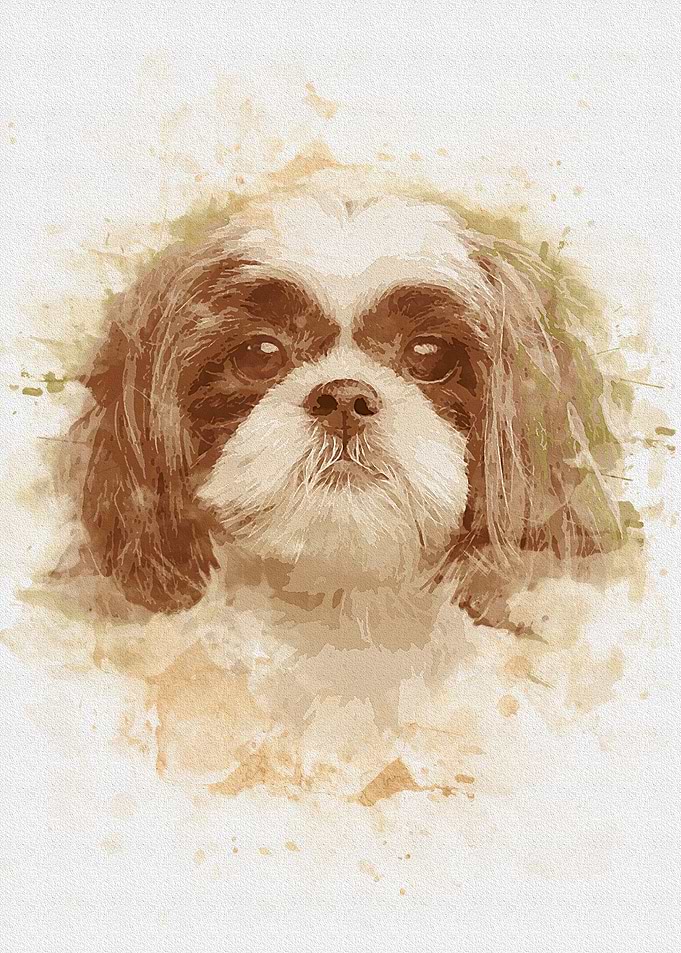 Shih Tzu