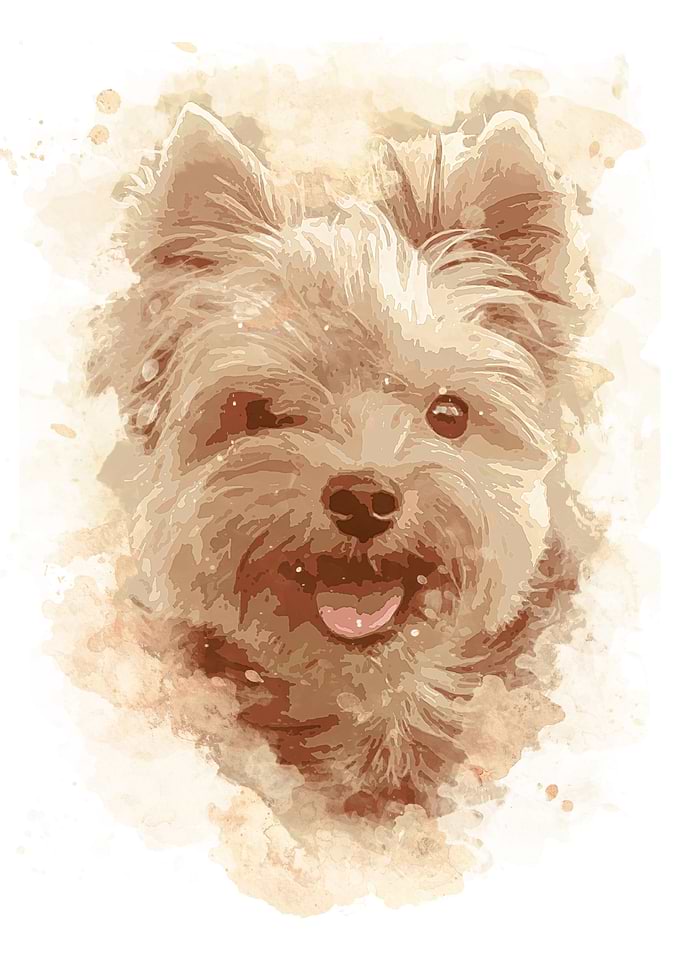 Yorkshire Terrier