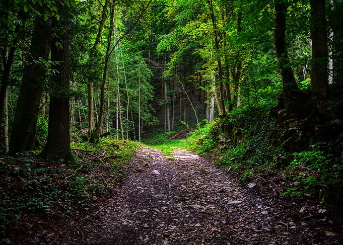 Mystical Forest path