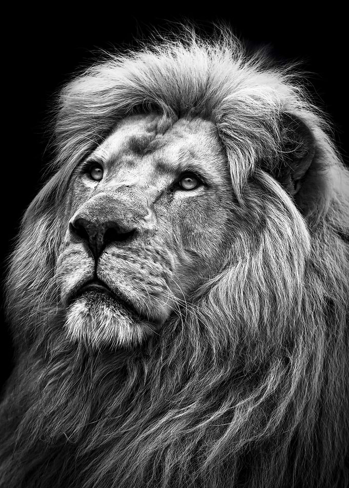 black lion king head