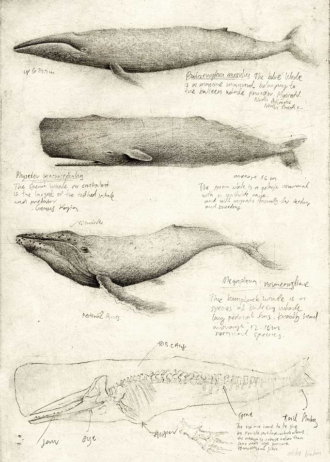 Whale
