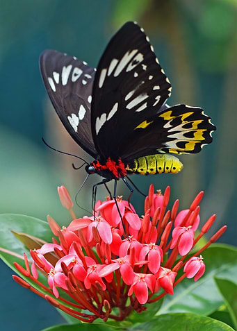 butterfly on the flowers