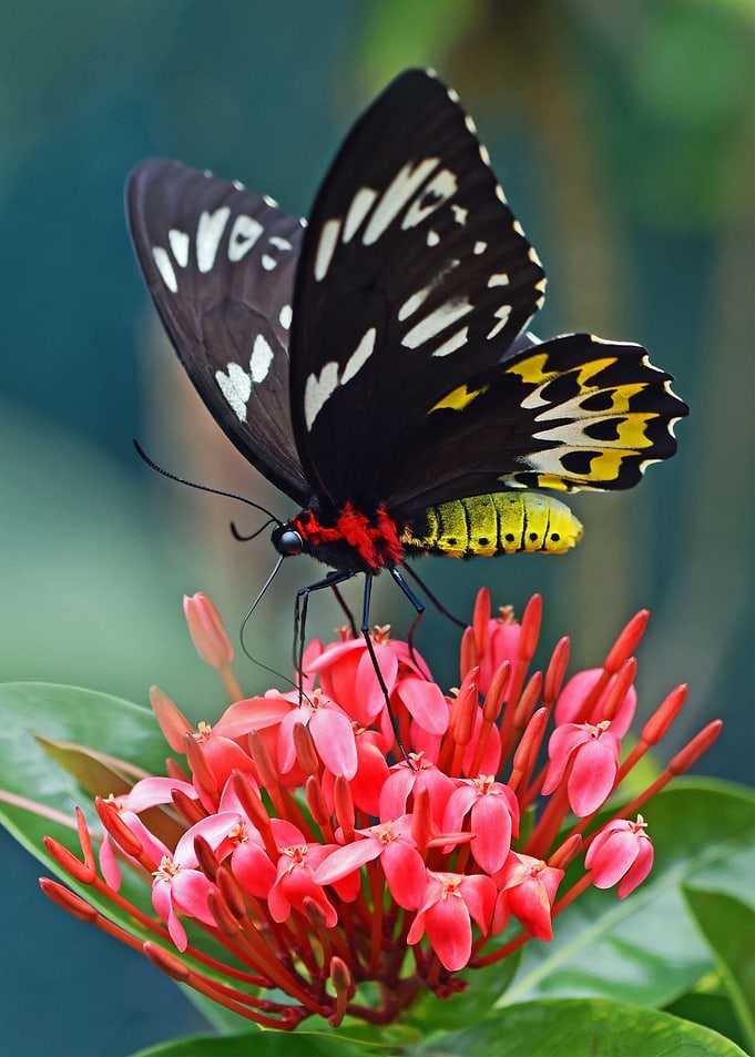 butterfly on the flowers
