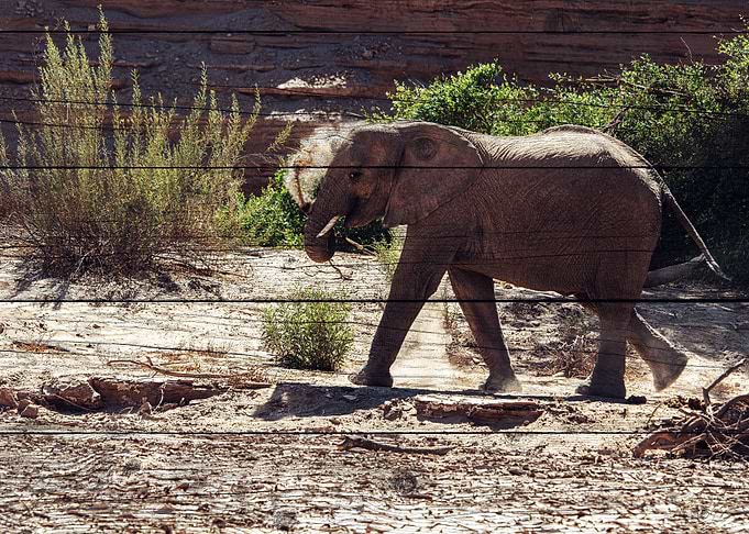 Elephant Art