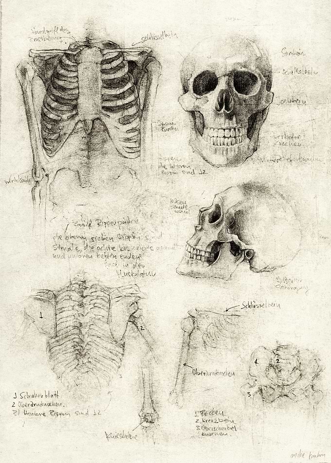 Skeleton