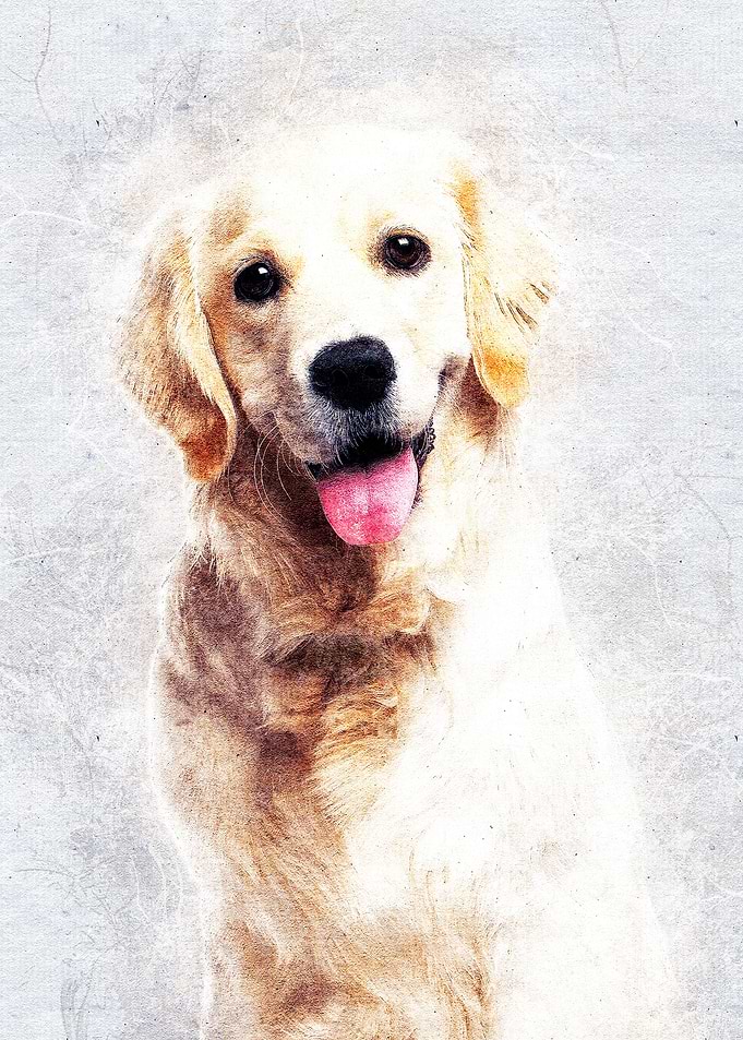 Dog 07