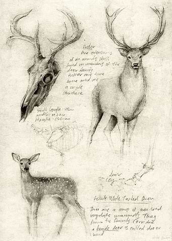 Deer