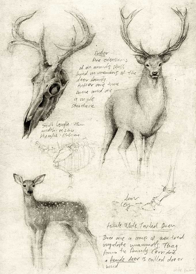 Deer