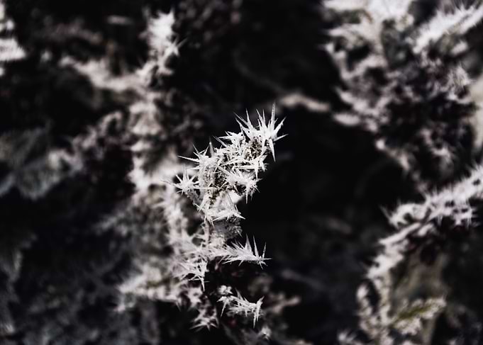 Morning Frost