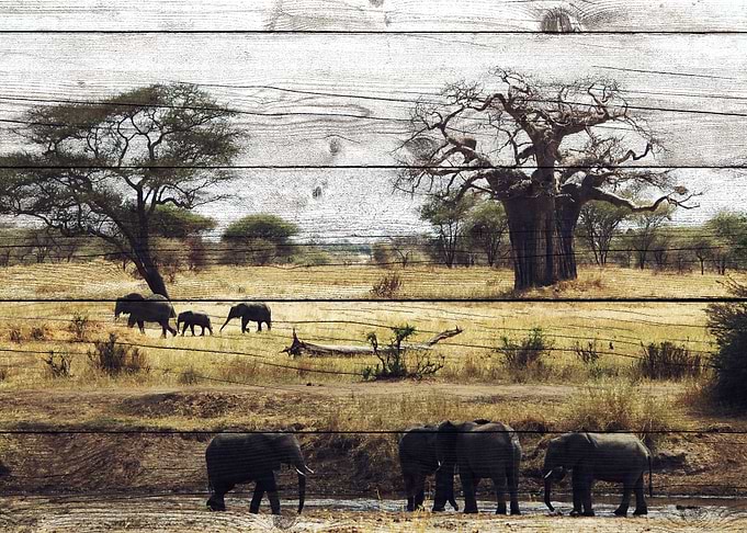 Elephant Art