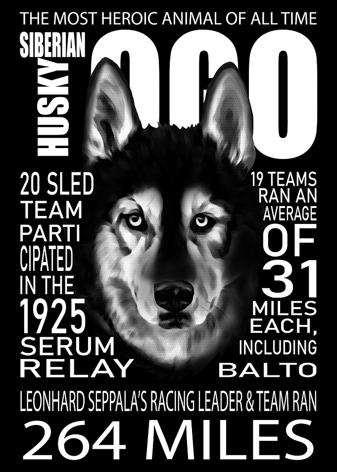 Togo Siberian Husky